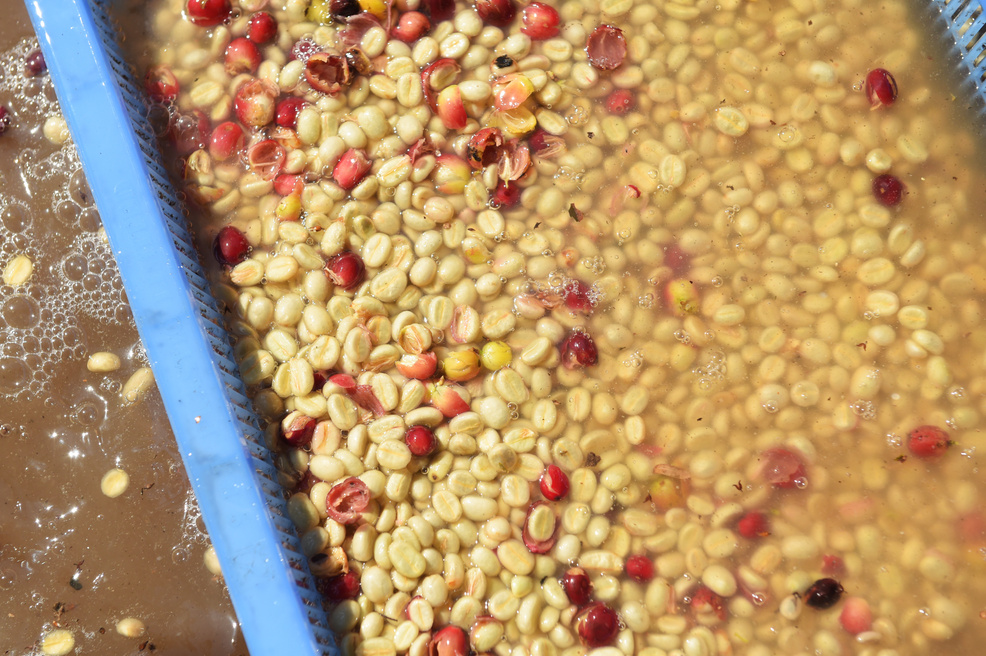 Coffee beans,In the ferment and wash method