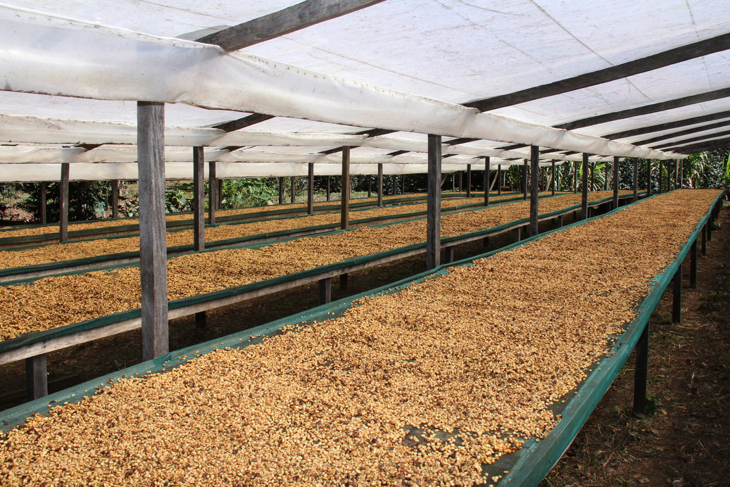 Drying Coffee Beans