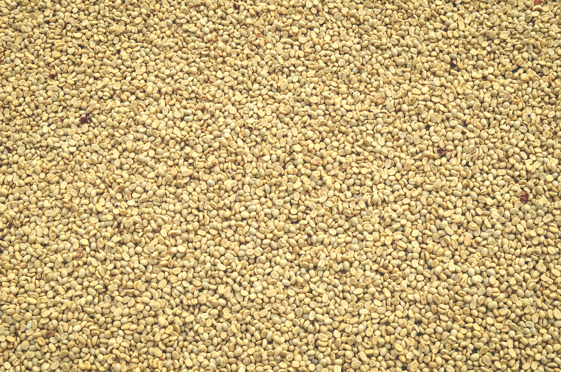 Drying coffee
